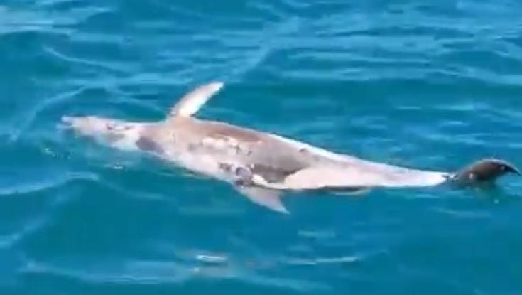 הרביעי מתחילת השנה: גופת דולפין נוספת נמצאה בחוף בדרום