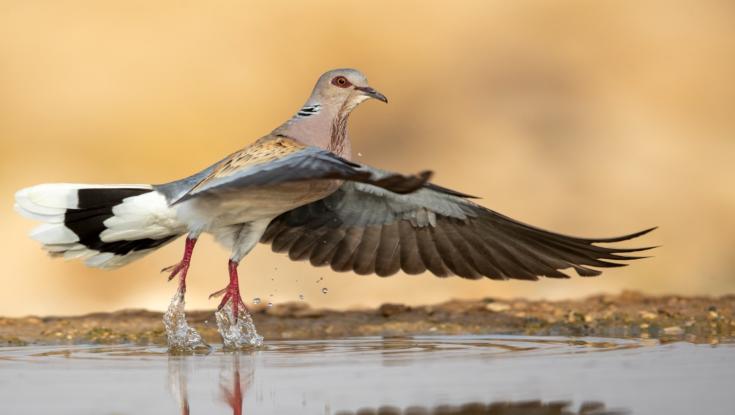 לא ראו אותה כאן שנים: בירושלים נדהמו לפגוש את אחת החיות הנדירות בעולם