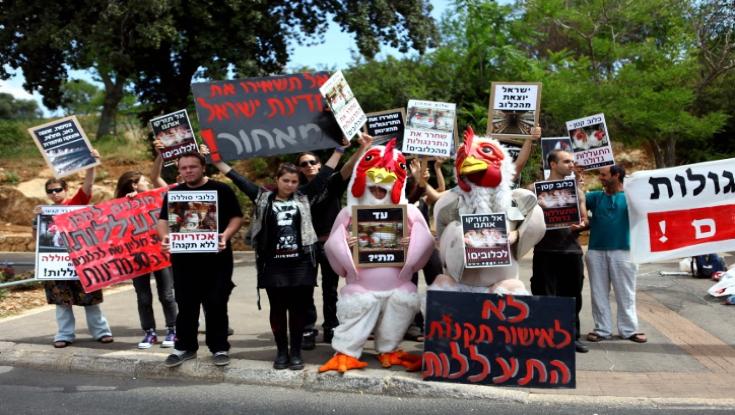תנאי כליאה, פיטום והפרדת הפרה מהעגל: הרב אבינר על צער בעלי חיים