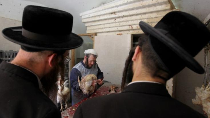 "הכשר שבטבחים, שותפו של עמלק": השחיטה כיום מנוגדת לרוח התורה