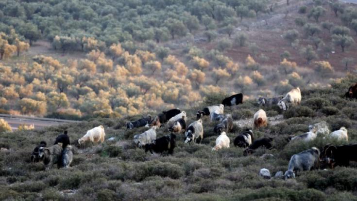 מגדל בקר חושף כמה פרות ועגלים איבד מפשיעה חקלאית