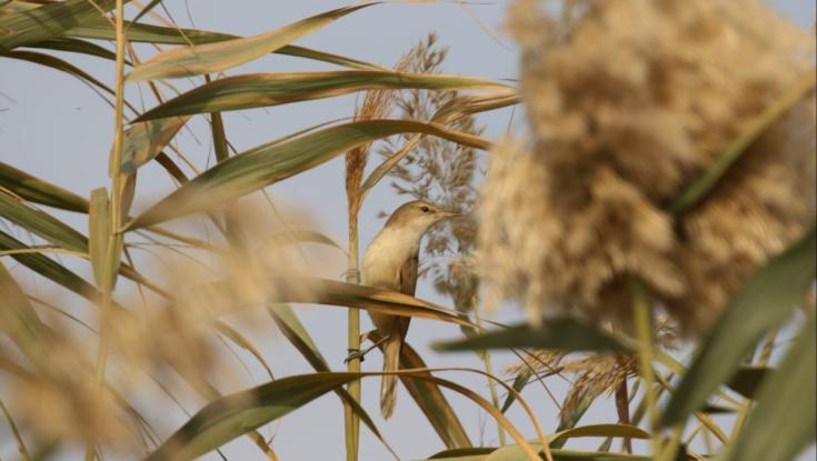 מחזה מפתיע במיוחד: ליד נתניה נדהמו לפגוש את אחת החיות הנדירות בארץ