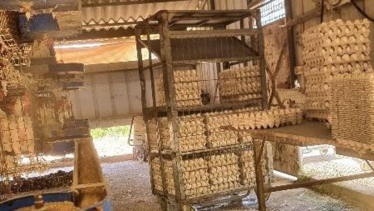 רגע לפני שבועות: אלפי ביצים לא מפוקחות אותרו רגע לפני שיווק