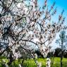 ברכת האילנות צילום: shutterstock פסח