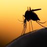 יתושים בירושלים צילום: shutterstock חדשות