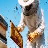 דבוראי או כוורן?  צילום: shutterstock חדשות
