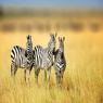 זברות צילום: shutterstock חדשות