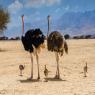  צילום: shutterstock חדשות