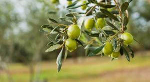 שמן זית צילום: shutterstock צרכנות
