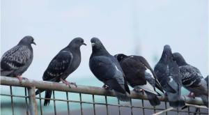 יונים צילום: shutterstock צרכנות