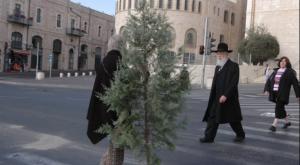 העץ ששוב מעורר סערה. למצולמים אין קשר לכתבה צילום: פלאש 90. יוסי זמיר חדשות