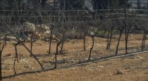  צילום: ירון רוזנטל חדשות