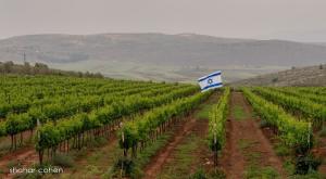 כרם בבנימין צילום: שחר כהן  לייף סטייל