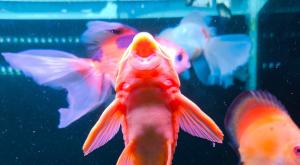 דג מנקה - broomstick fish צילום: Dzaif,Shutterstock הורים וילדים