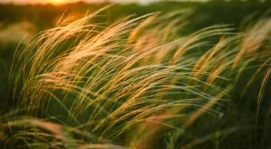 רוחות ערות, התחזית  צילום: shutterstock תחזית מזג האוויר