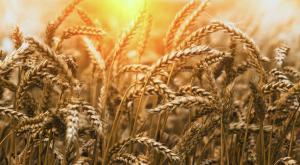 תחילת קציר  צילום: Budimir Jevtic,Shutterstock פרשת אמור