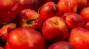 נקטרינות צילום: Alexey Egarmin,Shutterstock אוכל