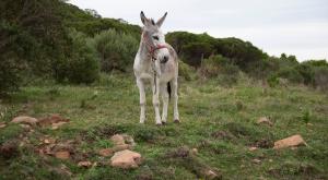 חמור צילום: Rodrigo Arrillaga,Shutterstock חדשות