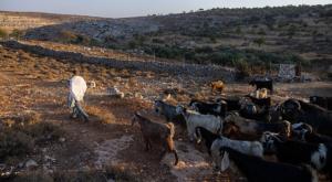 רועה צאן, אילוסטרציה צילום: Chaim Goldberg,Flash90 חדשות