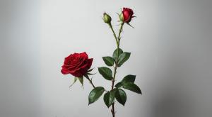 ורד | אילוסטרציה צילום: Shahzadphotographer,Shutterstock פרשת וישב