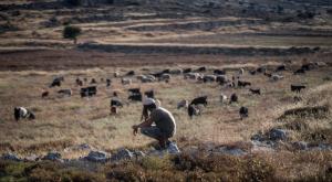 רועה צאן יהודי צילום: Moshe Schleifer,Flash90 חדשות
