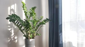צמחים בבית צילום: Shashkina,Shutterstock לייף סטייל