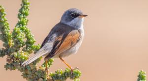 חיה נדירה הגיעה לישראל צילום: Mod,Shutterstock חדשות