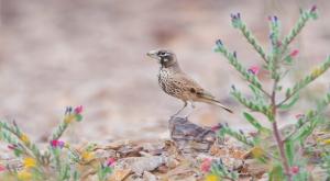 עפרוני עב מקור צילום: Shutterstock חדשות