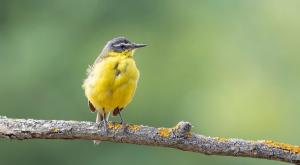 נחליאלי צהוב צילום: Balagula,Shutterstock חדשות
