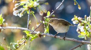 שיחנית גמדית צילום: Koldunovav,Shutterstock חדשות