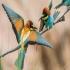 שרקרק מצוי צילום: Michael  Schroeder,Shutterstock חדשות