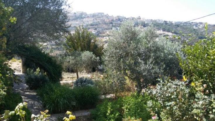 חנוכה באופק - וזה הזמן להיכרות מעמיקה עם עצי הזית