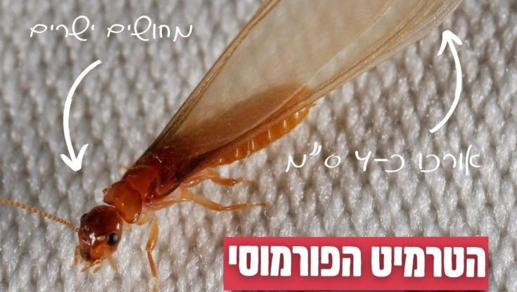 מעוף הכלולות יוצא לדרך: פלישת טרמיטים מסכנת רכוש בעשרות יישובים