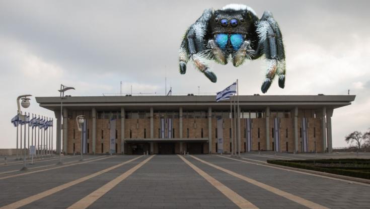 בהלה בשידור חי: כשחברות הכנסת גילו עכביש ענק בין המושבים