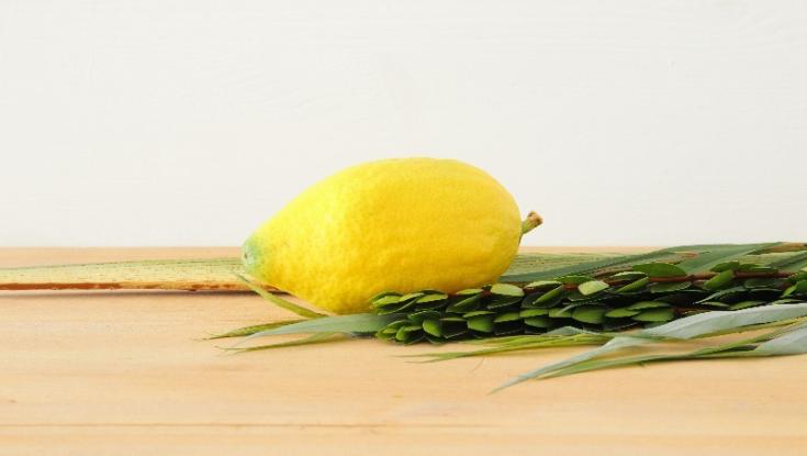 סדר נטילת לולב