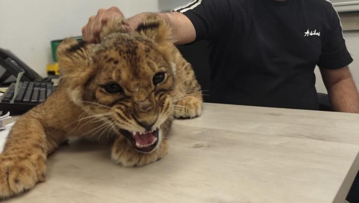בפעם השלישית השבוע: אותרה גורת אריה בפזורה הבדואית