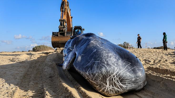 חיות הענק נשטפו לחופי ישראל: זה מה שהוחלט לעשות עם הפגרים