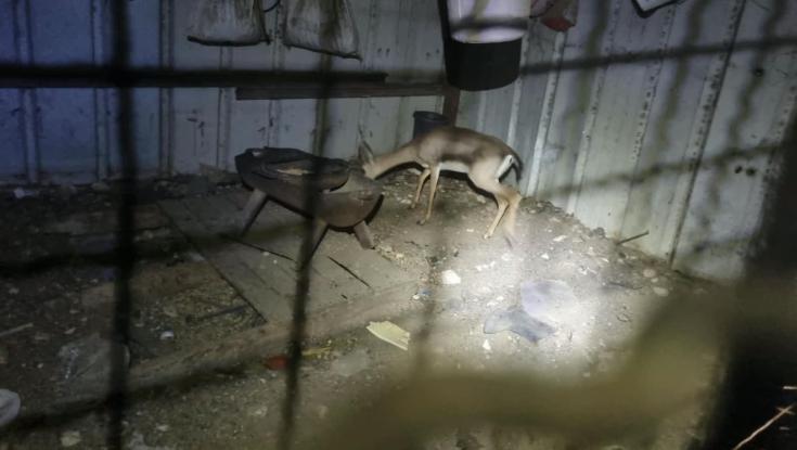 כלואה ובהריון: החיה הנדירה שנתפסה בכפר פלסטיני