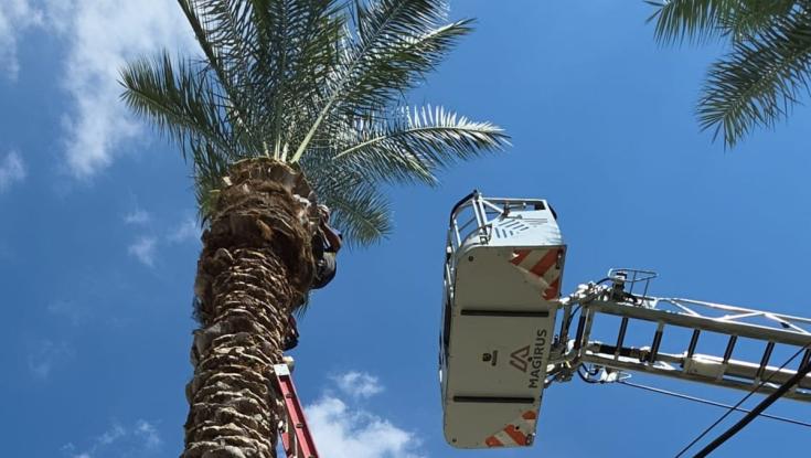 עלה על עץ גבוה: טיפס בשביל ענפים לסכך - ונזקק למנוף חילוץ