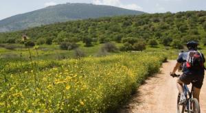 יער בית קשת צילום: ארכיון הצילומים של קק"ל חדשות