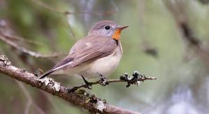 חטפית גמדית צילום: Puranen,Shutterstock חדשות