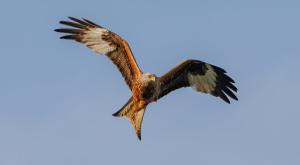 דיה אדומה, נדירה בשטח ישראל צילום: Hyserb,Shutterstock חדשות