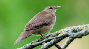 חרגולן הנחלים צילום: Vasily,Shutterstock חדשות