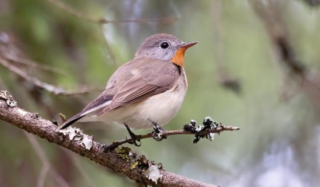 חטפית גמדית צילום: Puranen,Shutterstock חדשות