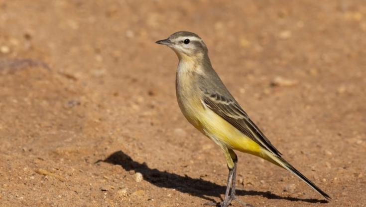 זה לא עיט: המחזה המטורף בלילה שפותח את עונת הסתיו בישראל