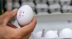 ביצים צילום: Olivier Fitoussi,Olivier Fitoussi כסף