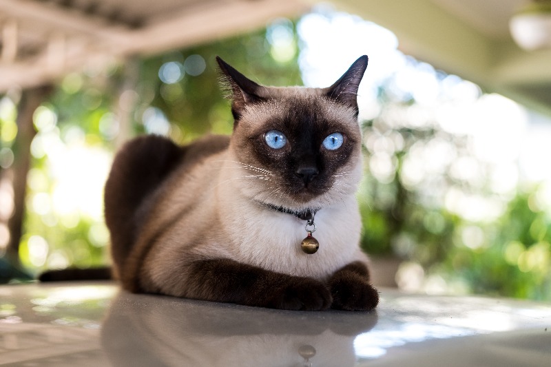 הנאמן: חתול סיאמי