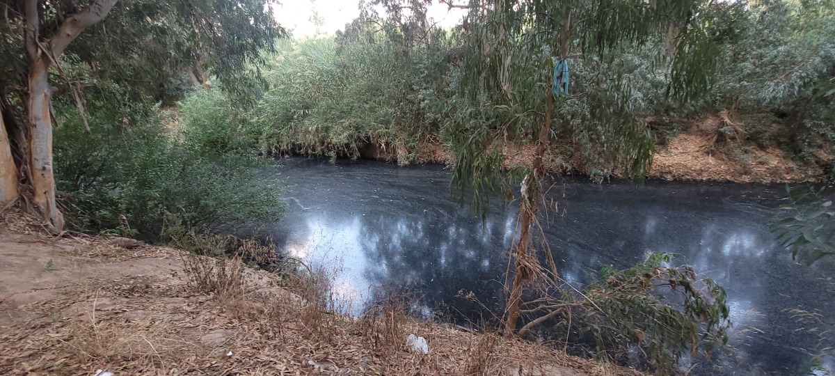 מאות דגים מתו | 