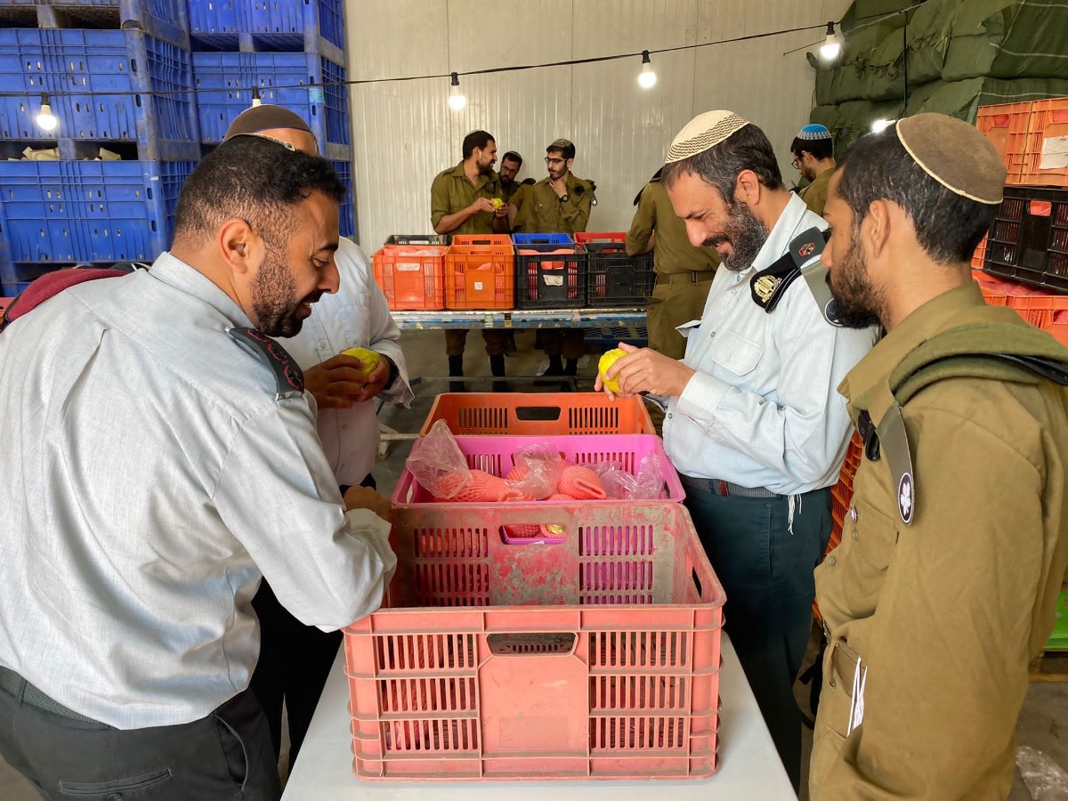 בודקים אתרוגים | 