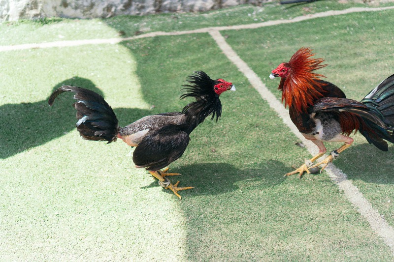 קרבות תרנגולים   אילוסטרציה